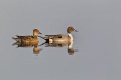 Northern Pintail, Anas acuta