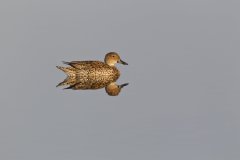 Northern Pintail, Anas acuta