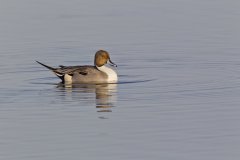 Northern Pintail, Anas acuta
