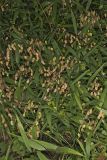 Northern Sea Oats, Chasmanthium latifolium