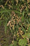 Northern Sea Oats, Chasmanthium latifolium