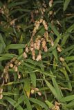 Northern Sea Oats, Chasmanthium latifolium