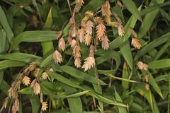 Northern Sea Oats