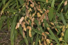 Northern Sea Oats, Chasmanthium latifolium