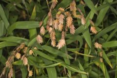 Northern Sea Oats, Chasmanthium latifolium