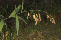 Northern Sea Oats, Chasmanthium latifolium