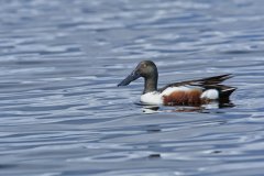 Northern Shoveler, Spatula clypeata