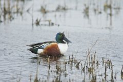 Northern Shoveler, Spatula clypeata