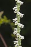 Northern Slender Ladies' Tresses, Spiranthes lacera
