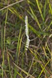 Northern Slender Ladies' Tresses, Spiranthes lacera