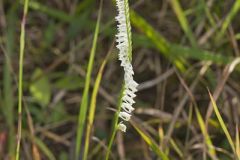 Northern Slender Ladies' Tresses