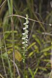 Northern Slender Ladies' Tresses, Spiranthes lacera