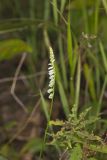 Northern Slender Ladies' Tresses, Spiranthes lacera