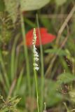 Northern Slender Ladies' Tresses, Spiranthes lacera