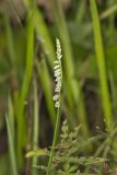 Northern Slender Ladies' Tresses, Spiranthes lacera