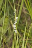 Northern Slender Ladies' Tresses, Spiranthes lacera
