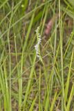 Northern Slender Ladies' Tresses, Spiranthes lacera
