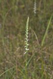 Northern Slender Ladies' Tresses, Spiranthes lacera