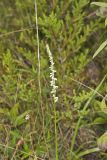 Northern Slender Ladies' Tresses, Spiranthes lacera