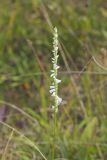 Northern Slender Ladies' Tresses, Spiranthes lacera
