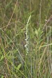 Northern Slender Ladies' Tresses, Spiranthes lacera