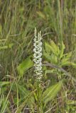 Northern Slender Ladies' Tresses, Spiranthes lacera