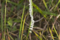 Northern Slender Ladies' Tresses, Spiranthes lacera
