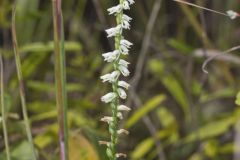 Northern Slender Ladies' Tresses, Spiranthes lacera