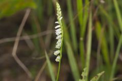 Northern Slender Ladies' Tresses, Spiranthes lacera