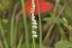 Northern Slender Ladies' Tresses, Spiranthes lacera