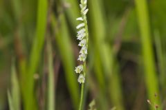 Northern Slender Ladies' Tresses, Spiranthes lacera