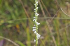 Northern Slender Ladies' Tresses, Spiranthes lacera