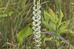 Northern Slender Ladies' Tresses, Spiranthes lacera