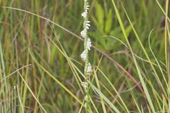Northern Slender Ladies' Tresses, Spiranthes lacera