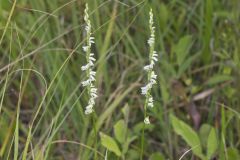 Northern Slender Ladies' Tresses, Spiranthes lacera