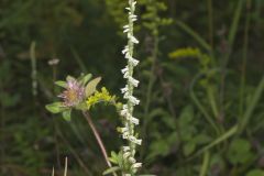 Northern Slender Ladies' Tresses, Spiranthes lacera