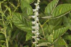 Northern Slender Ladies' Tresses, Spiranthes lacera