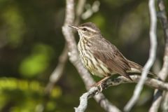 Northern Waterthrush, Parkesia noveboracensis