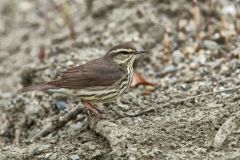 Northern Waterthrush, Parkesia noveboracensis