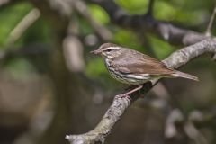 Northern Waterthrush, Parkesia noveboracensis