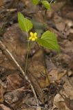Northern Wedge-leaved Violet, Viola tripartita var. glaberrima