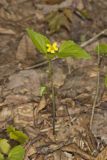 Northern Wedge-leaved Violet, Viola tripartita var. glaberrima