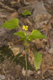 Northern Wedge-leaved Violet, Viola tripartita var. glaberrima