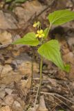 Northern Wedge-leaved Violet, Viola tripartita var. glaberrima