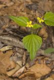 Northern Wedge-leaved Violet, Viola tripartita var. glaberrima