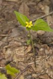 Northern Wedge-leaved Violet, Viola tripartita var. glaberrima