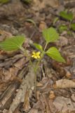 Northern Wedge-leaved Violet, Viola tripartita var. glaberrima