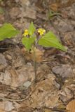 Northern Wedge-leaved Violet, Viola tripartita var. glaberrima