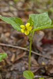 Northern Wedge-leaved Violet, Viola tripartita var. glaberrima
