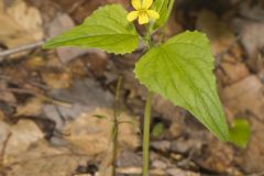Northern Wedge-leaved Violet, Viola tripartita var. glaberrima